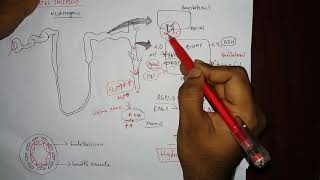 How thiazide works on diabetes insipidus  explained [upl. by Milan]