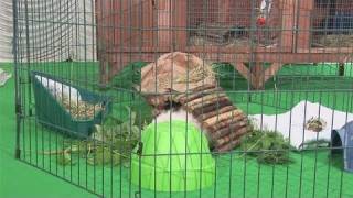 How To Set Up Your Guinea Pigs Playpen [upl. by Ahsakat]