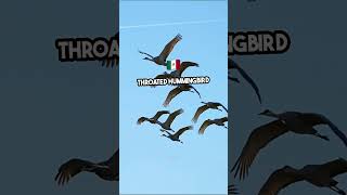 Unbelievable Bird Migrations Natures Greatest Journeys [upl. by Atnod]