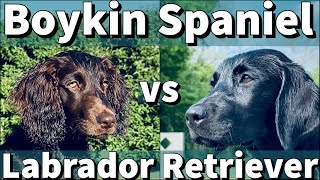 Labrador Retriever amp Boykin Spaniel  Puppy Training Comparison [upl. by Nosreh]