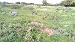 Ferreting with lurchers [upl. by Elahcar]