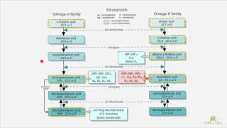 Why its incorrect to say omega 6 is bad  omega 3 and 6 differences PART 3 of 4 [upl. by Yoshi]