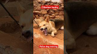 Army do training viralvideo youtubeshorts dogtraining trending malinois gsd germanshepherd [upl. by Bilek]