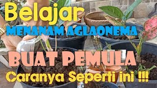 MERAWAT AGLAONEMA SAHABATKU Tips praktis buatnya [upl. by Emelina625]