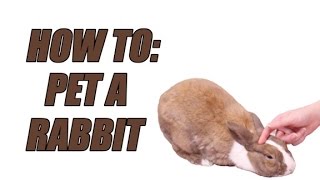 How To Pet a Rabbit [upl. by Davena33]