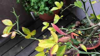 CITRUS TRIFOLIATA 1  Poncirus Trifoliata Deciduous Hardy Orange Tree in Autumn Colors [upl. by Regnij]