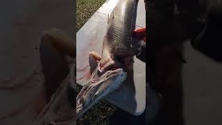 Coworker of mine hooked an alligator gar 57 inches 🎣  just my way of cleaning gar fish [upl. by Oicirbaf]