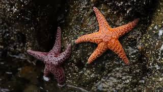 The Starfish Parable Inspiring Hope with Starfysh [upl. by Ardnossac]