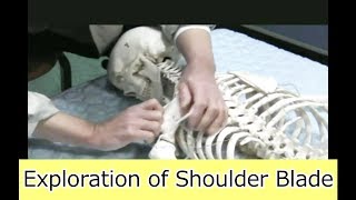 Teaching by Handling： 411 Exploration of Shoulder Blade in prone Silent [upl. by Lishe]