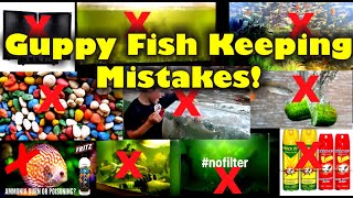 Mistakes on Keeping Guppy Fish [upl. by Chinua]