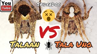 PulaPusod Gaming TALA vs TALA UNO Laban ng mga may PakakaTALA😂 Spider Fight [upl. by Arodnahs]