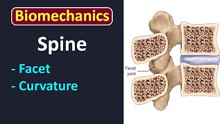 LEC 1 Introduction to axial skeleton biomechanics [upl. by Einniw]