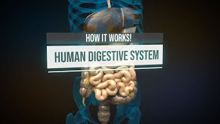 Human digestive system  How it works Animation [upl. by Aitital492]