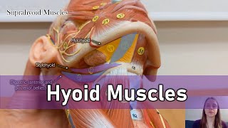 Hyoid muscles [upl. by Acined]