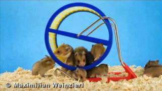 Hamster Wheel  how to take pictures of babyhamsters in a hamsterwheel [upl. by Eiger969]