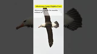 Albatross Long Flights Fact shortsfeed truefacts facts truefactstoday shorts albatrossz [upl. by Lehsreh]