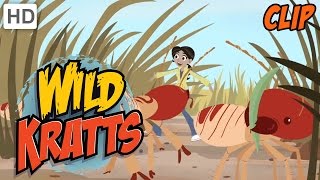 Wild Kratts  The Luckiest Kid in the World [upl. by Ardnasella674]