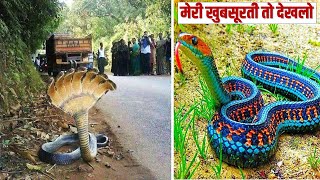 10 ऐसे सांप जिन्हें देखने के लिए नसीब लगता है 10 Most Beautiful Snakes [upl. by Ainesej655]