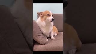 Smiling Corgi Meme  Original Video [upl. by Anaeli643]