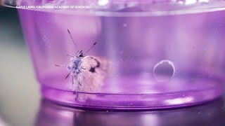 New butterflies introduced in San Franciscos Presidio after species went extinct in 1940s [upl. by Odlavu925]