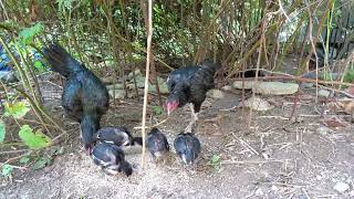 Aseel DNA Genetics Breeding Siblings etc  Chicken Mini Documentary [upl. by Etteloc975]