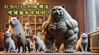 「XL Bully貓🐈‍⬛🐈」成潮流！呢種貓有咩特別？XL Bully貓vs傳統家貓：你應該揀邊一種？貓養護指南 [upl. by Hokanson346]