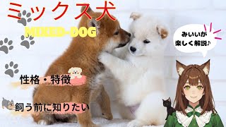 【ミックス犬】の性格や特徴、ミックス犬を飼う前に知っておきたいことなどを解説しています＃ミックス犬＃犬＃いぬのきもち＃犬のいる暮らし＃子犬＃可愛い＃ミックス犬子犬＃ミックス犬の性格＃ミックス犬の飼い方 [upl. by Drageruaeb]