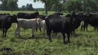 F1 Brangus with Charolais Calves running back with Charolais Bulls [upl. by Nolat]