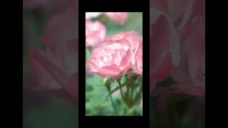 DID YOU KNOW THIS ABOUT ROSES rose roses flowers flowers roseflower beautifulroses freshrose [upl. by Accire]