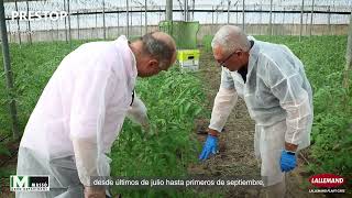 Como prevenir las enfermedades de suelo en tomate mediante control biológico con Prestop [upl. by Sven]