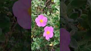 Cistus albidus Ciste cotonneux [upl. by Levitus]