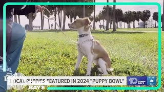 Local dog featured in 2024 Puppy Bowl [upl. by Madi300]