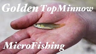 Golden Topminnow and Mosquitofish MicroFishing Florida [upl. by Amilb]