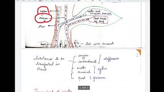 class 10 transportation in plants [upl. by Leirbaj2]