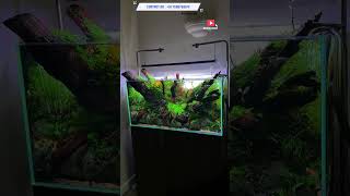 Designer Aquascaping Aquarium With Hang On Filter Best Aquarium Shop In Ahmedabad Gujarat shorts [upl. by Gensler657]