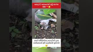 කවුරුත් දකියිද දන්නෑ 😒 shorts love funny cat rat india [upl. by Afinom]