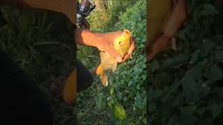 The fishing rod fishman fishing fish video fishingtips carpfishing bigfishamazing [upl. by Qiratla]