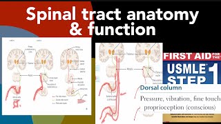 Spinal tract anatomy amp functions full detail about all pathways amp tracts in HindiUrdu by first aid [upl. by Rowan]