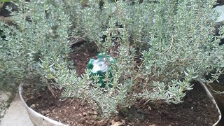 Guhinga Thyme mumufuka umuti uvura imikorere mibi yubwonkohow to grow thyme at home is a medicine [upl. by Ellison438]