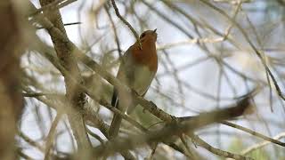 European Robin Зарянка Κοκκινολαίμης Erithacus rubecula [upl. by Ueih]