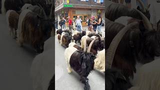 The Adorable Zermatt Goat Parade A MustSee in Switzerland 🇨🇭 [upl. by Cooe]