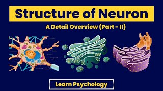 Structure of Neuron PartII Physiology of Behaviour UrduHindi [upl. by Camel375]