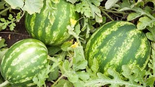 How to Grow Watermelons  Complete Growing Guide [upl. by Lukasz534]