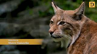 La reintroduzione della lince nella Alpi sudorientali [upl. by Lionello]