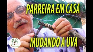 Enxertia Dupla em Videira Ter Uvas Variadas em uma Mesma Parreira com Sergio Semerdjian [upl. by Dillon]