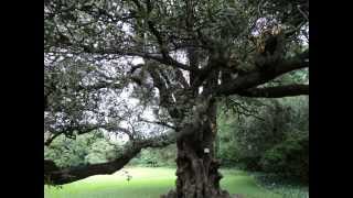 Plant ID Holm Oak Quercus ilex [upl. by Atiuqihs]