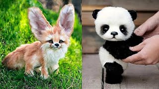 Cute Baby Animals Videos Compilation Funny and Cute Moment of the Animals  Cutest Animals [upl. by Areema985]