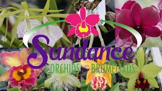 Sundance Orchids and Bromeliads Visit and Sale [upl. by Ludewig81]