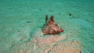 Sand Diving with rare critters in Mauritius [upl. by Sinne936]