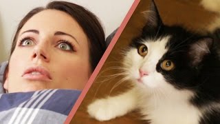 10 Signs Your Cat Owns You [upl. by Nor]